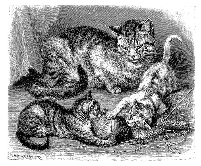 Framed Print : Domestic cat, Felis maniculata domestica
