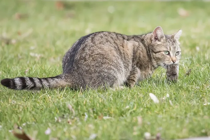 Framed Print : Domestic cat (Felis silvestris catus) with mouse prey