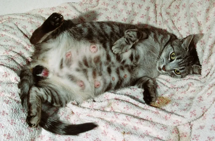 Framed Print : Domestic cat gives birth to kittens