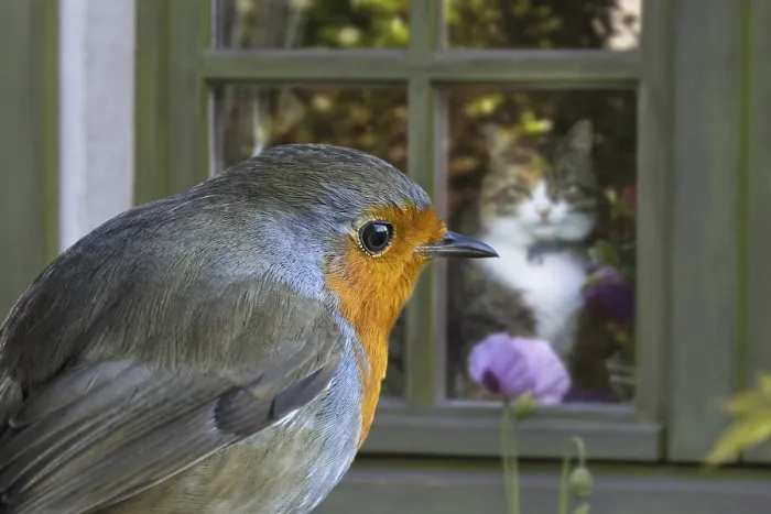 Framed Print : Domestic cat in house looking through window at European robin (Erithacus rubecula) in garden