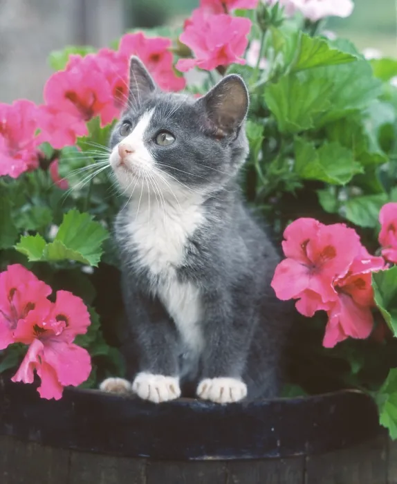 Framed Print : Domestic cat, kitten