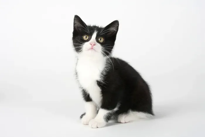 Framed Print : Domestic cat, kitten, 8 weeks