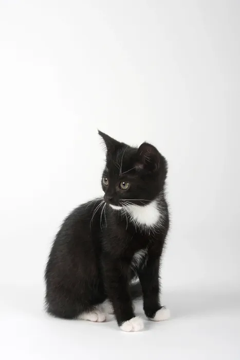 Framed Print : Domestic cat, kitten, 8 weeks