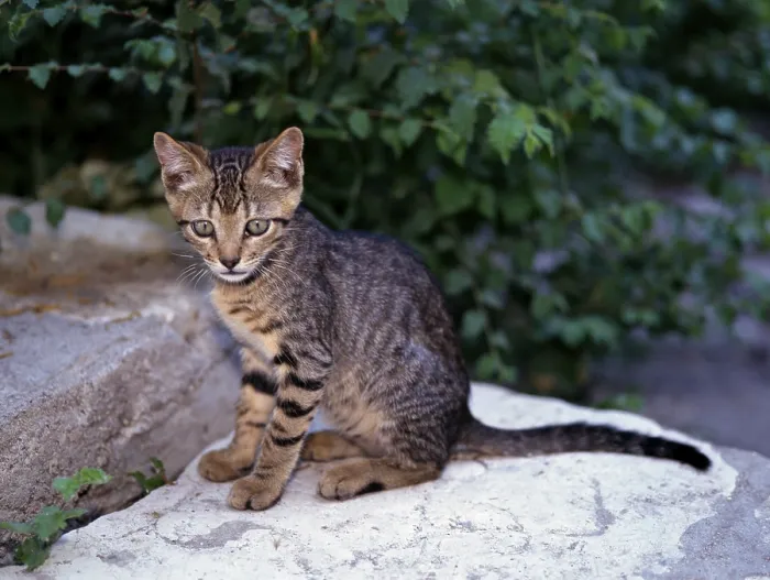 Framed Print : Domestic Cat, kitten, domestic cat