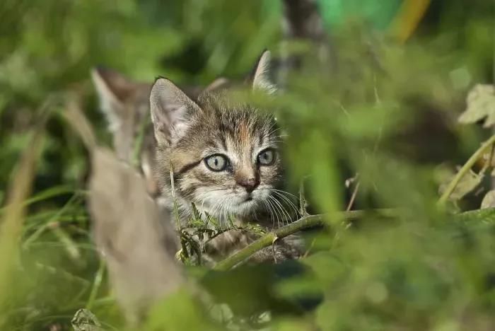 Framed Print : Domestic cat, kitten hiding in the bushes