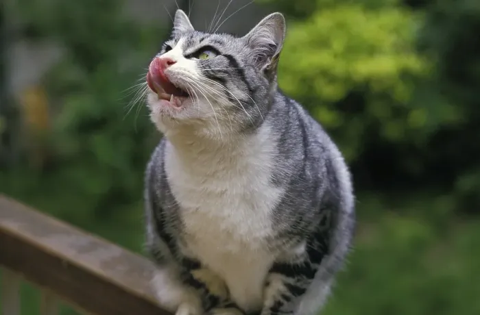 Framed Print : Domestic Cat Licking its Chops
