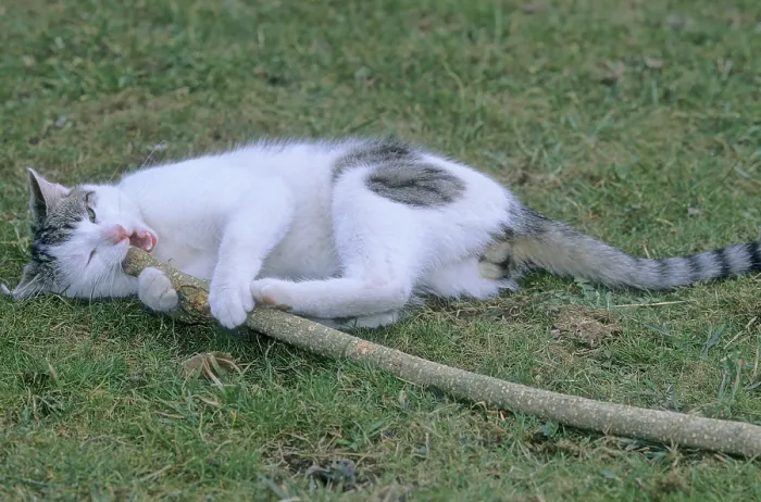 Framed Print : Domestic cat lying in the grass, biting at a stick