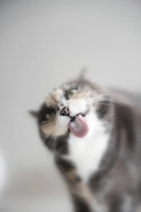 Framed Print : Domestic cat with outstretched tongue Framed Print : Domestic cat with outstretched tongue