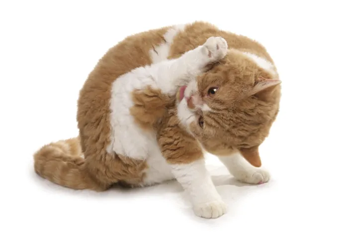 Framed Print : Domestic cat, red and white shorthair Selkirk Rex
