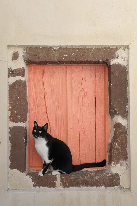 Framed Print : Domestic cat, Santorini, Greece