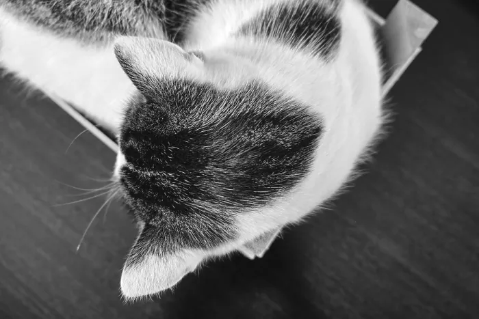 Framed Print : A domestic cat sleeps curled up in a wooden crate