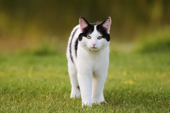 Framed Print : Domestic cat standing in a meadow