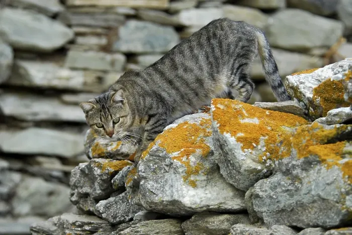 Framed Print : Domestic cat, tabby, climbing down from a wall