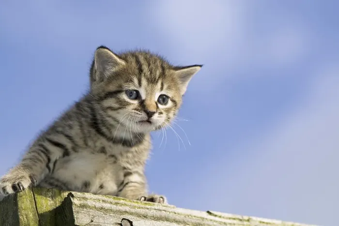 Framed Print : Domestic Cat, tabby kitten, exploring outdoors