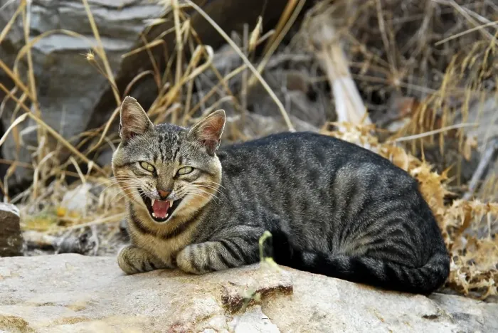 Framed Print : Domestic cat, tabby, lying on a stone and meowing Framed Print : Domestic cat, tabby, lying on a stone and meowing