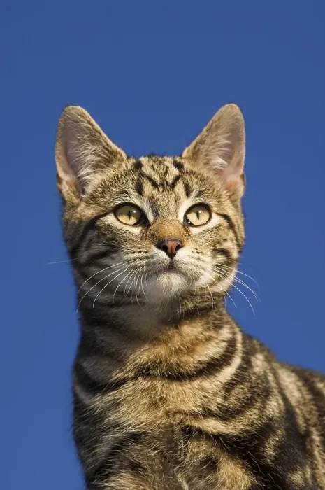 Framed Print : Domestic Cat, tabby, portrait, alert Framed Print : Domestic Cat, tabby, portrait, alert