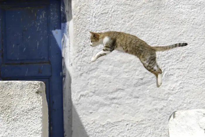 Framed Print : Domestic cat taking a leap, Tinos Island Framed Print : Domestic cat taking a leap, Tinos Island