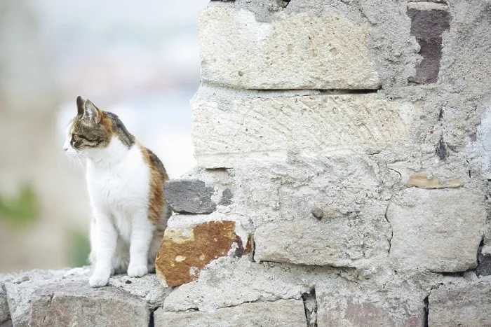 Framed Print : Domestic cat in the village. Turkey
