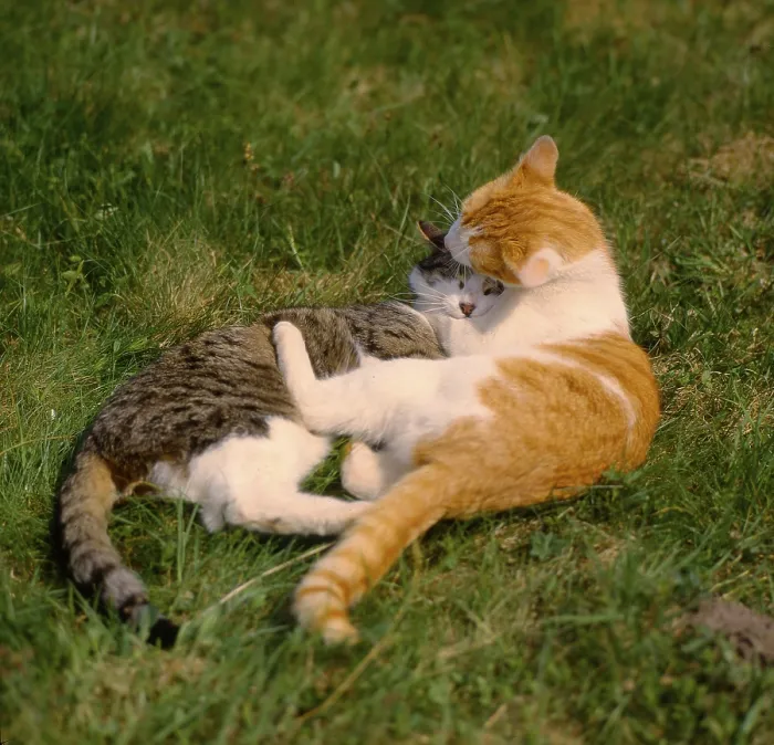 Framed Print : Domestic cats playing