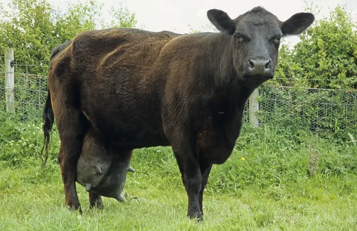 Framed Print : Domestic cattle, Aberdeen Angus