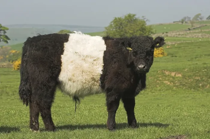 Framed Print : Domestic cattle, Belted Galloway