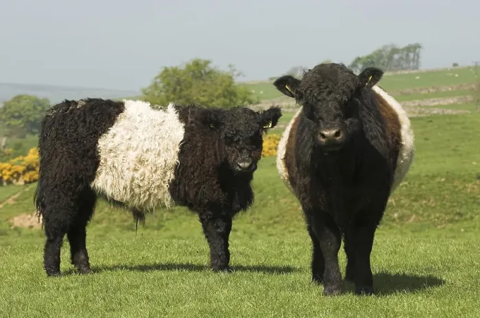 Framed Print : Domestic cattle, Belted Galloway