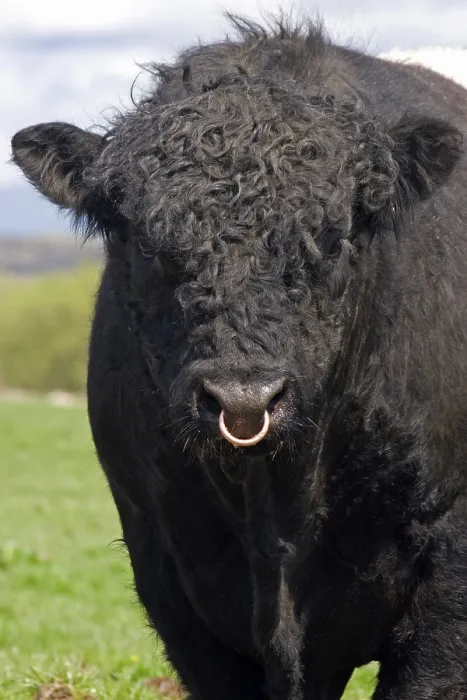 Framed Print : Domestic cattle, Belted Galloway