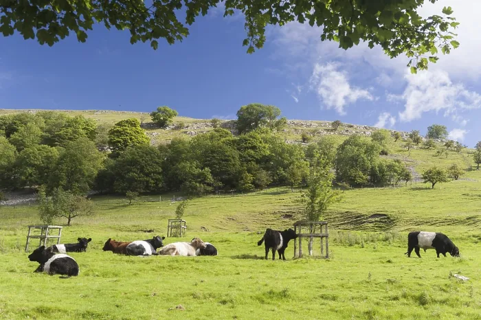 Framed Print : Domestic Cattle, Belted Galloway and Galloway herd