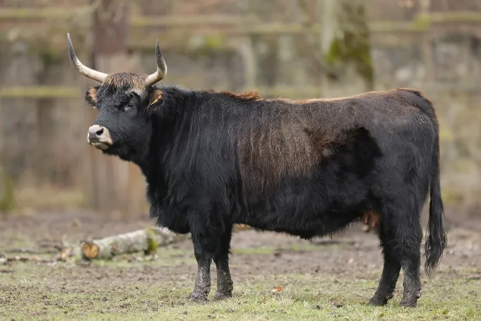 Framed Print : Domestic cattle (Bos primigenius) Framed Print : Domestic cattle (Bos primigenius)