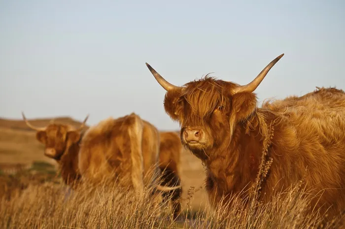 Framed Print : Domestic cattle, Highland cattle