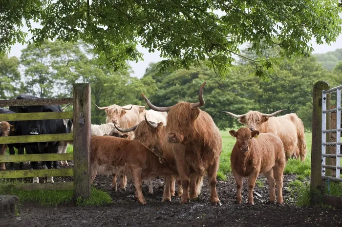 Framed Print : Domestic cattle, highland cattle