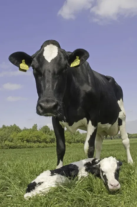 Framed Print : Domestic cattle, Holstein Friesian
