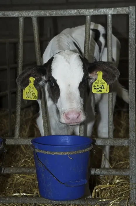 Framed Print : Domestic cattle, Holstein Friesian calf Framed Print : Domestic cattle, Holstein Friesian calf