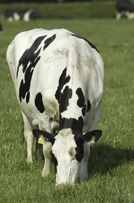 Framed Print : Domestic cattle, Holstein Friesian cow
