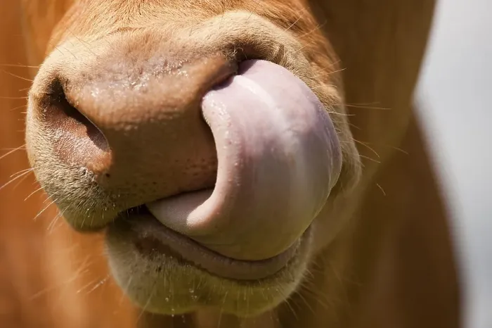 Framed Print : Domestic cattle, Limousin cattle, close-up of muzzle, licking nose, England, United Kingdom, Europe Framed Print : Domestic cattle, Limousin cattle, close-up of muzzle, licking nose, England, United Kingdom, Europe