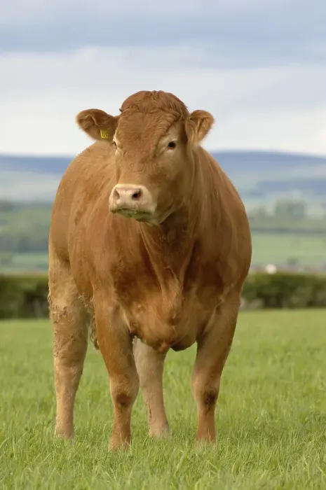 Framed Print : Domestic cattle, Limousin heifer Framed Print : Domestic cattle, Limousin heifer