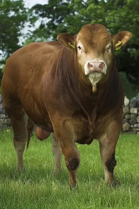Framed Print : Domestic cattle, Limousin young pedigree bull Framed Print : Domestic cattle, Limousin young pedigree bull