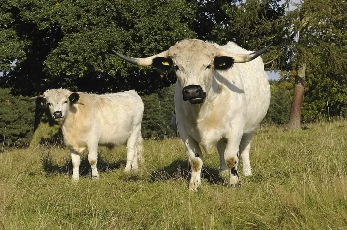 Framed Print : Domestic Cattle, White Park cow and calf