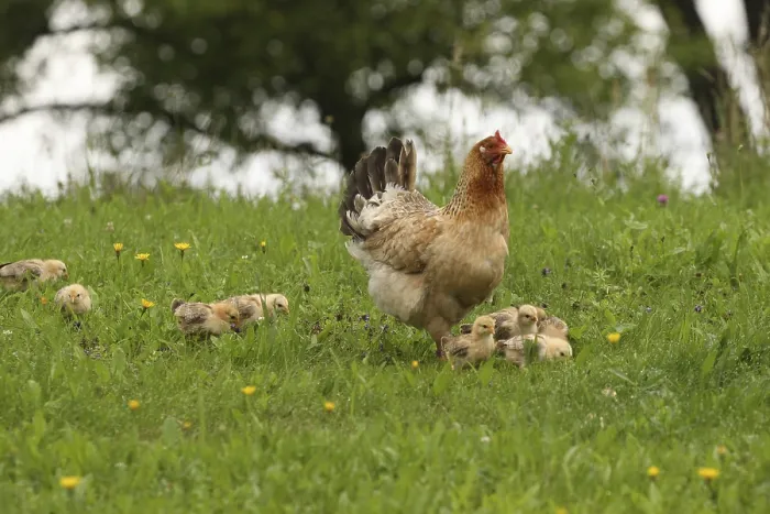 Framed Print : Domestic chicken with a few days old young ones looking for food in a meadow