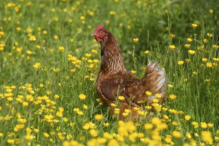 Framed Print : Domestic Chicken, freerange hen
