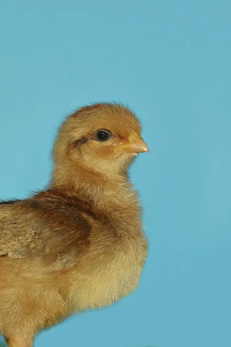 Framed Print : Domestic chicken (Gallus gallus domesticus)