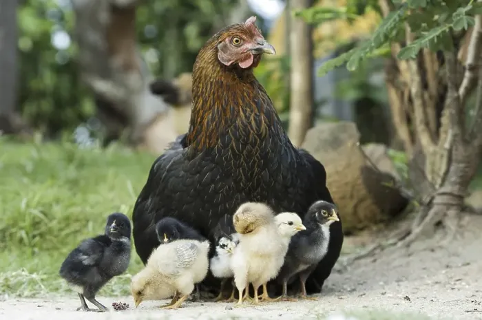 Framed Print : Domestic Chicken, hen with chicks, Uganda, Africa Framed Print : Domestic Chicken, hen with chicks, Uganda, Africa