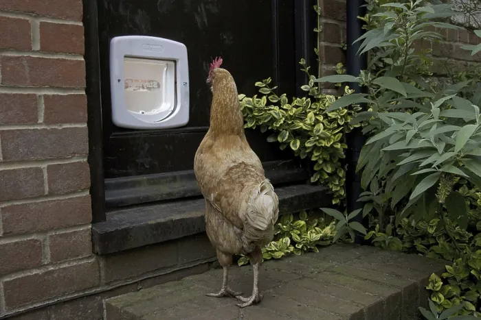 Framed Print : Domestic Chicken, hen, looking at cat-flap in door