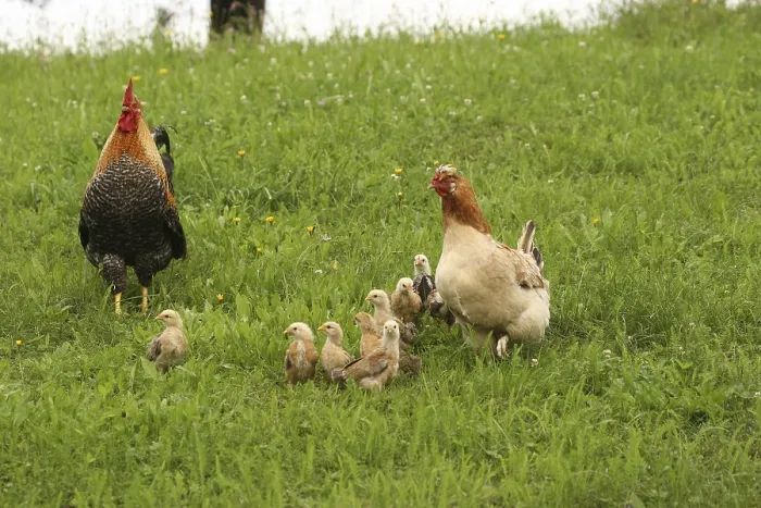 Framed Print : Domestic chicken, rooster and a few days old youngsters looking for food in a meadow Framed Print : Domestic chicken, rooster and a few days old youngsters looking for food in a meadow