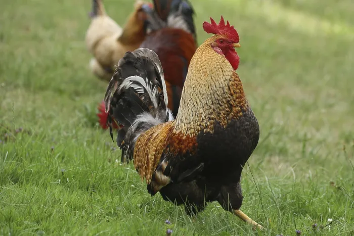 Framed Print : Domestic chicken, rooster, Sulmtal rooster