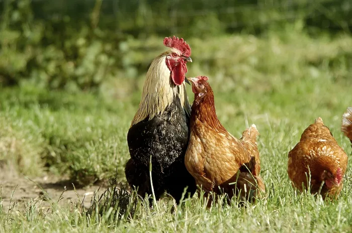 Framed Print : Domestic chickens, free range, cock and hens