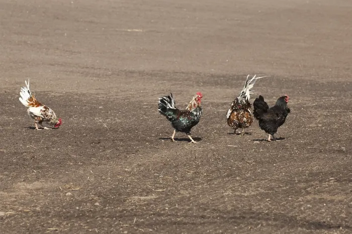Framed Print : Domestic chickens, roosters and hens