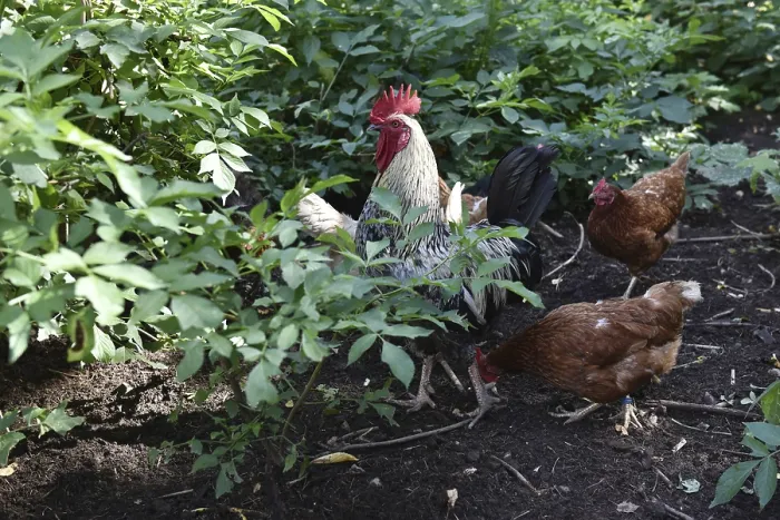 Framed Print : Domestic cock, rooster (Gallus gallus domesticus) and hens