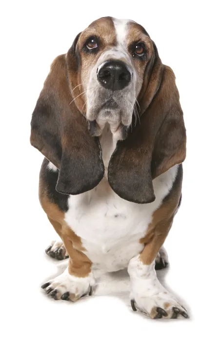 Framed Print : Domestic Dog, Basset Hound, mature, standing