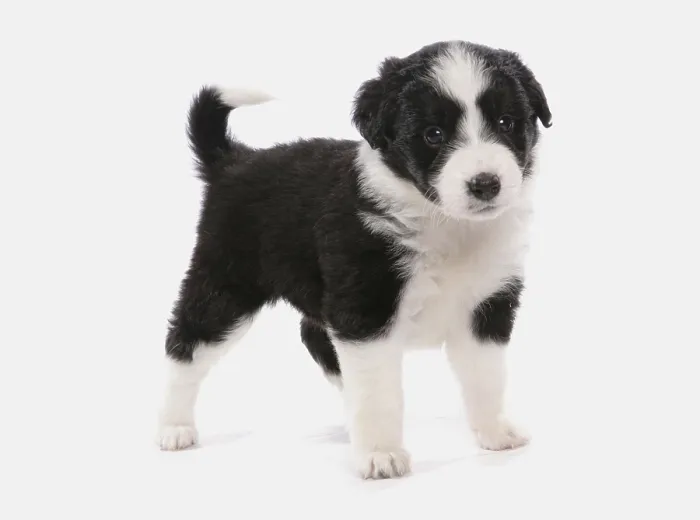 Framed Print : Domestic Dog, Border Collie, Puppy, Standing